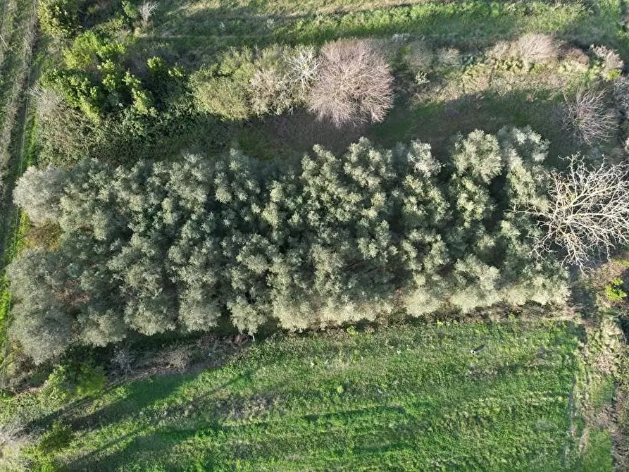 Immagine 7 di Appartamento in vendita  a Rosignano Marittimo