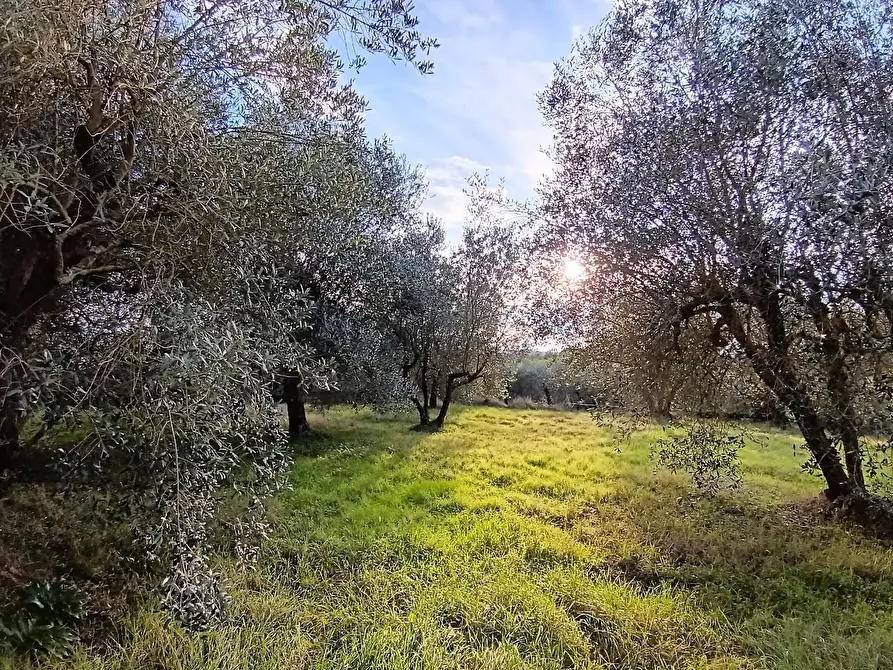 Immagine 24 di Casa colonica in vendita  a Poggibonsi