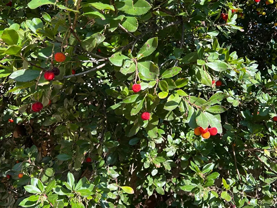 Immagine 55 di Appartamento in vendita  a Lecce