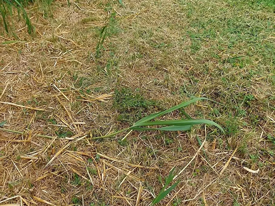 Immagine 23 di Appartamento in vendita  a Livorno