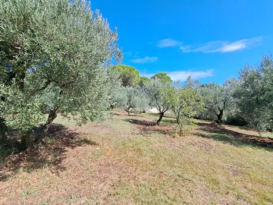 Immagine 35 di Villa in vendita  a Rosignano Marittimo