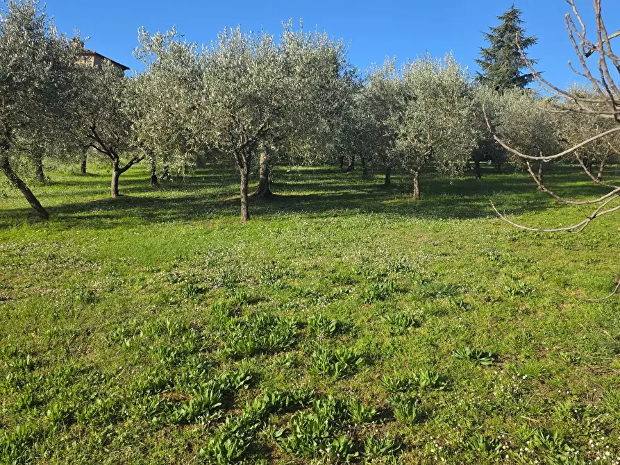 Immagine 5 di Casa colonica in vendita  a Montepulciano
