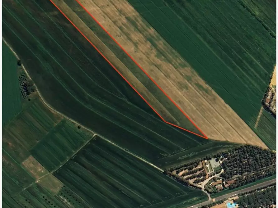 Immagine 1 di Terreno agricolo in vendita  a Bibbona