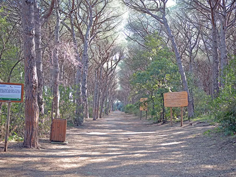 Immagine 7 di Casa indipendente in vendita  a Cecina