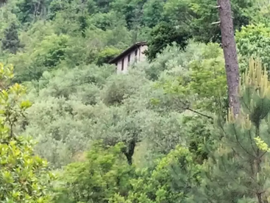 Immagine 75 di Casa colonica in vendita  a Capannori