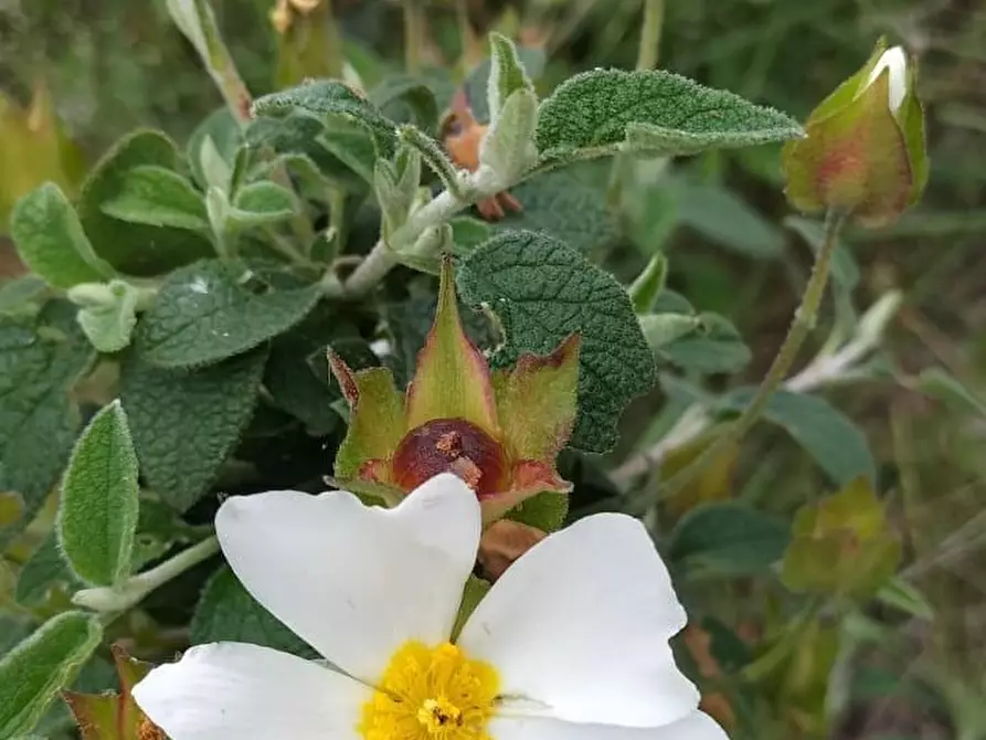 Immagine 76 di Casa colonica in vendita  a Capannori