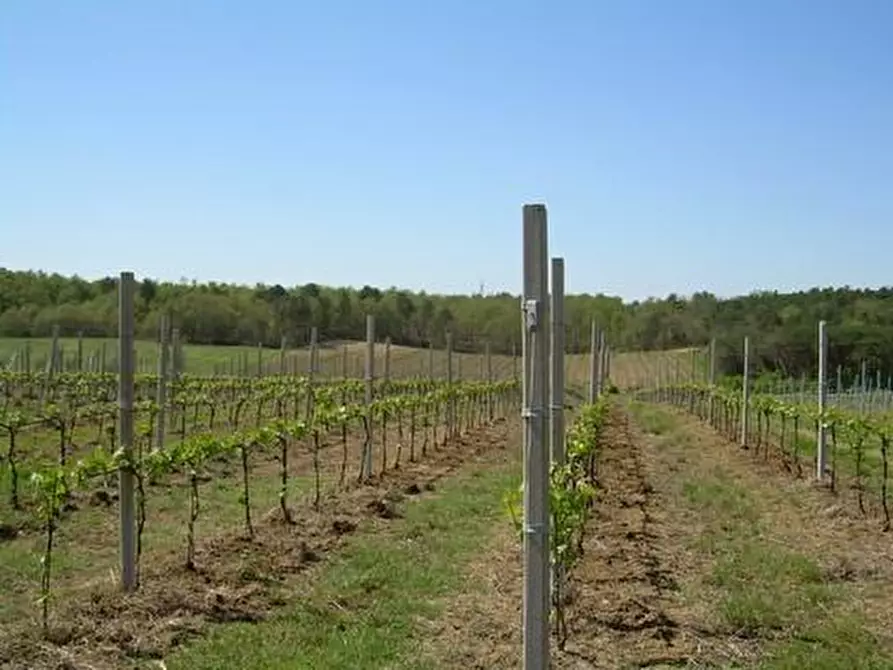 Immagine 1 di Azienda agricola in vendita  a Castiglione Del Lago