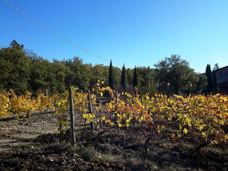 Immagine 6 di Azienda agricola in vendita  a Castiglione Del Lago