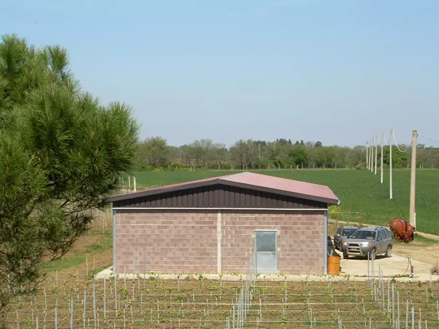 Immagine 3 di Azienda agricola in vendita  a Castiglione Del Lago