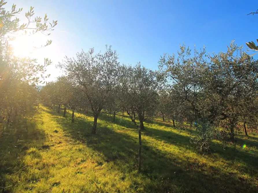 Immagine 29 di Casa colonica in vendita  a Cerreto Guidi