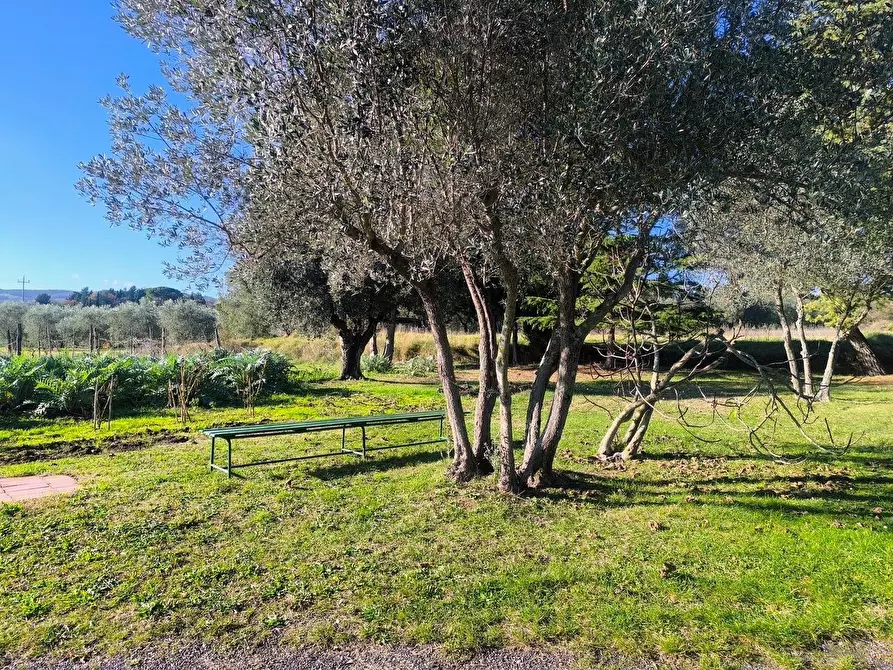 Immagine 61 di Casa colonica in vendita  a Pomarance