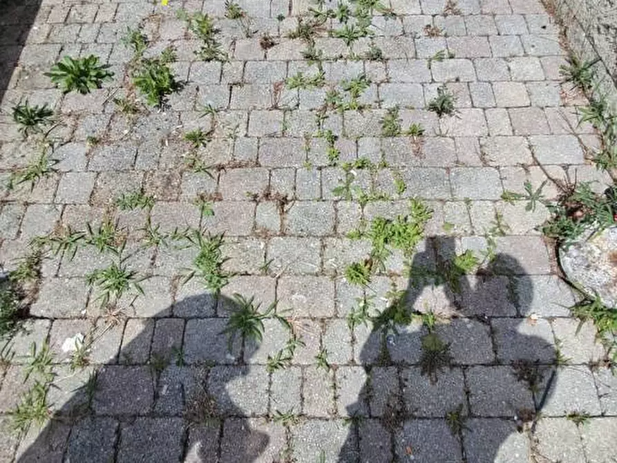 Immagine 40 di Appartamento in vendita  a Terricciola