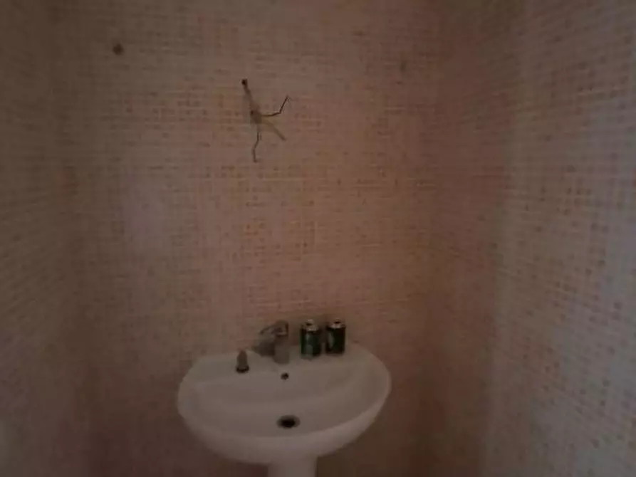 Immagine 36 di Appartamento in vendita  a Terricciola