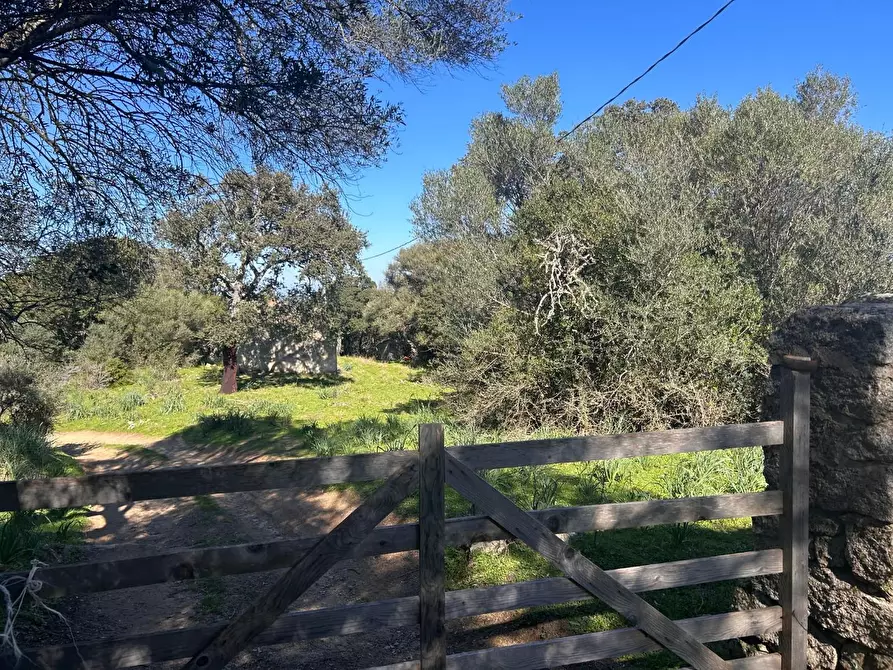 Immagine 7 di Casa colonica in vendita  a Luogosanto