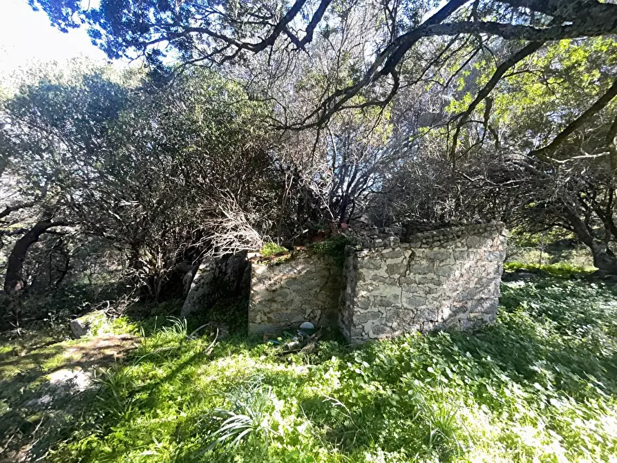 Immagine 21 di Casa colonica in vendita  a Luogosanto
