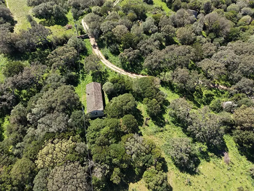 Immagine 49 di Casa colonica in vendita  a Luogosanto