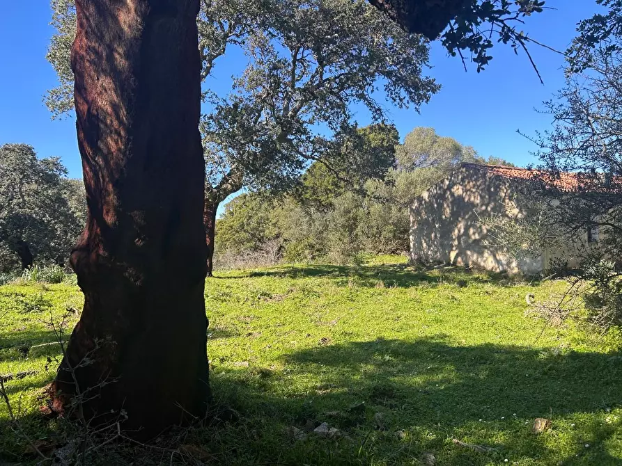 Immagine 14 di Casa colonica in vendita  a Luogosanto