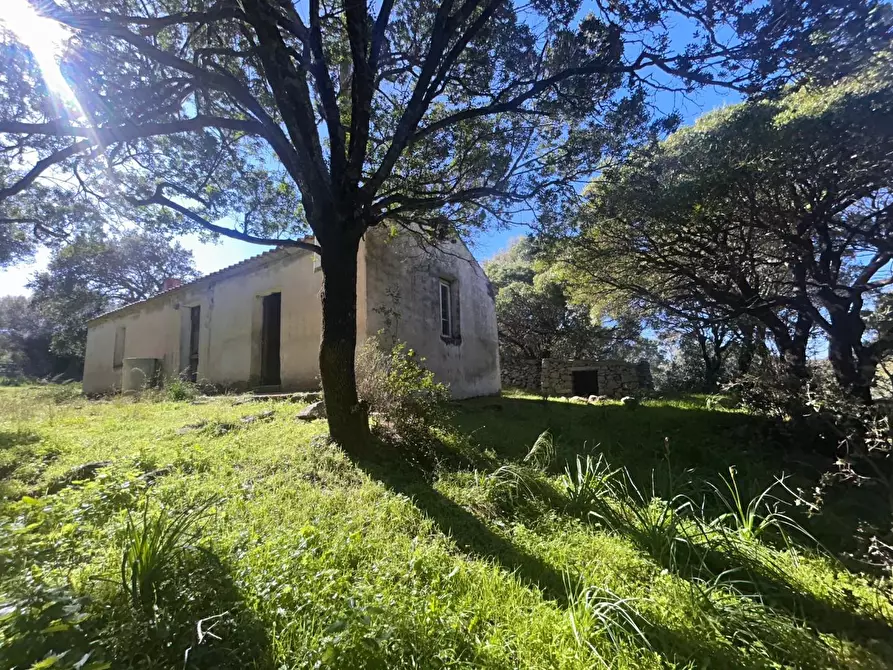 Immagine 12 di Casa colonica in vendita  a Luogosanto
