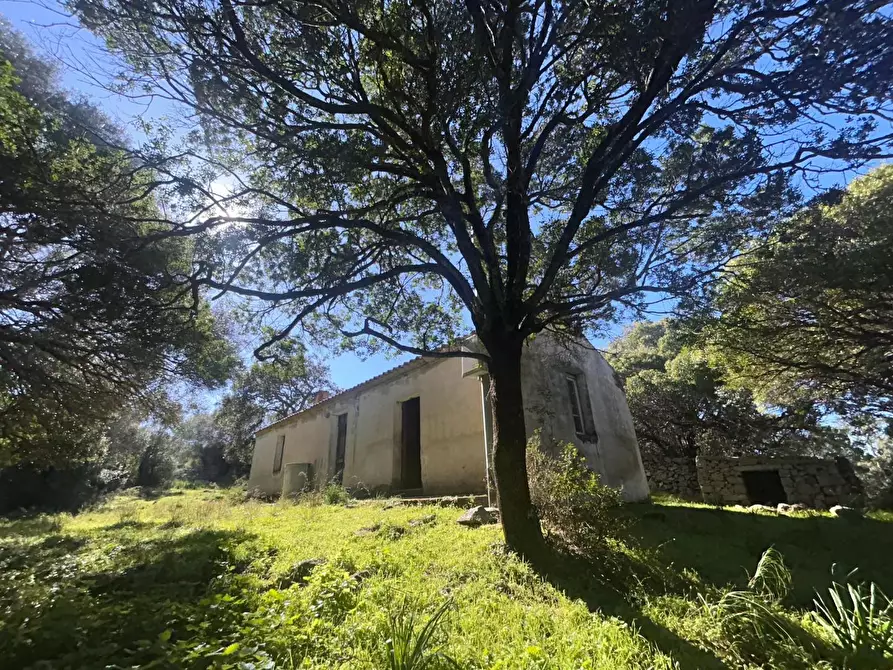 Immagine 4 di Casa colonica in vendita  a Luogosanto