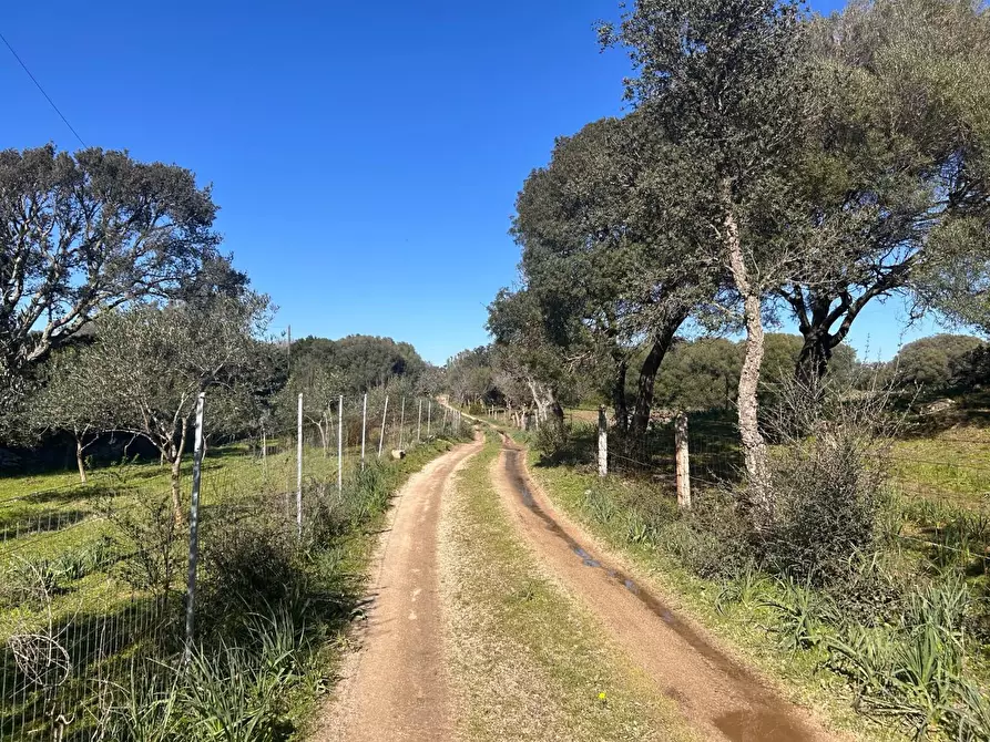 Immagine 6 di Casa colonica in vendita  a Luogosanto