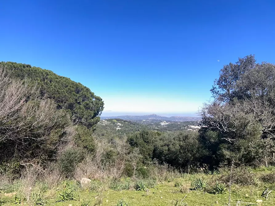 Immagine 38 di Casa colonica in vendita  a Luogosanto