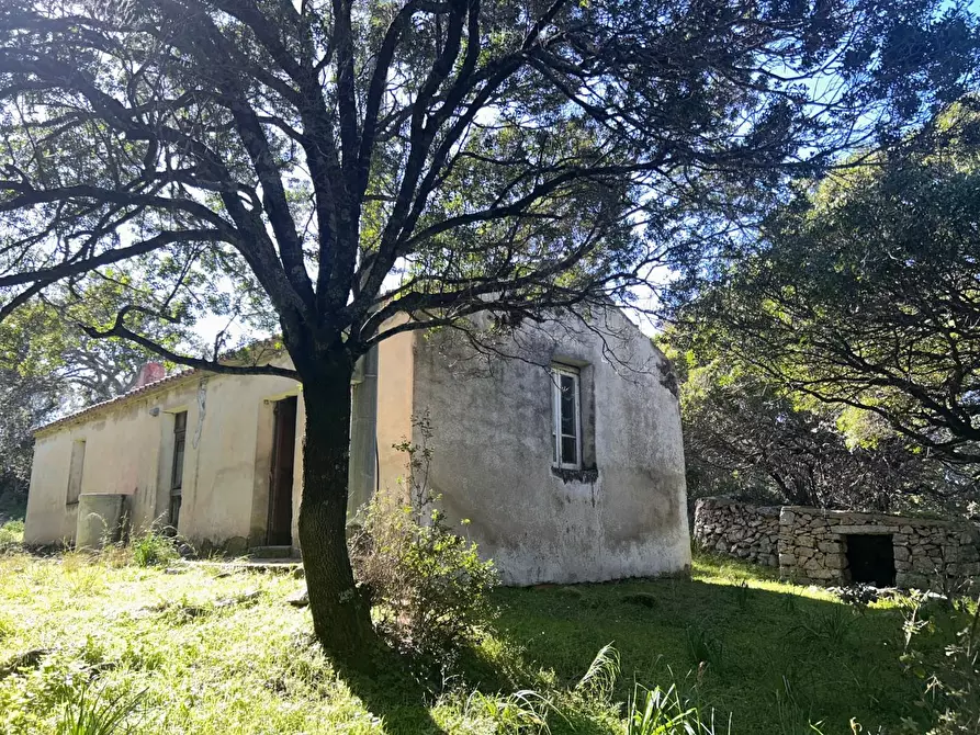 Immagine 3 di Casa colonica in vendita  a Luogosanto