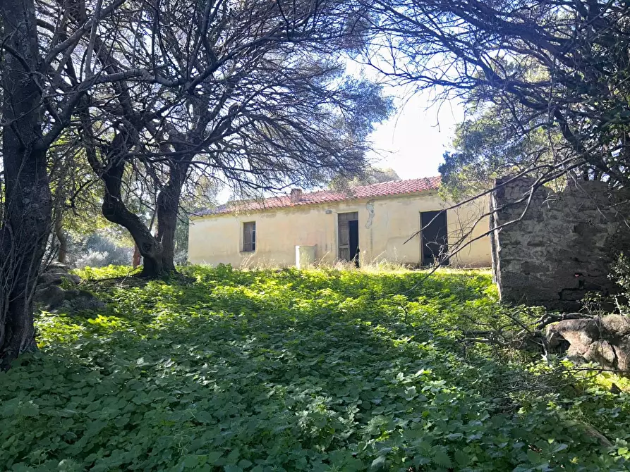Immagine 11 di Casa colonica in vendita  a Luogosanto