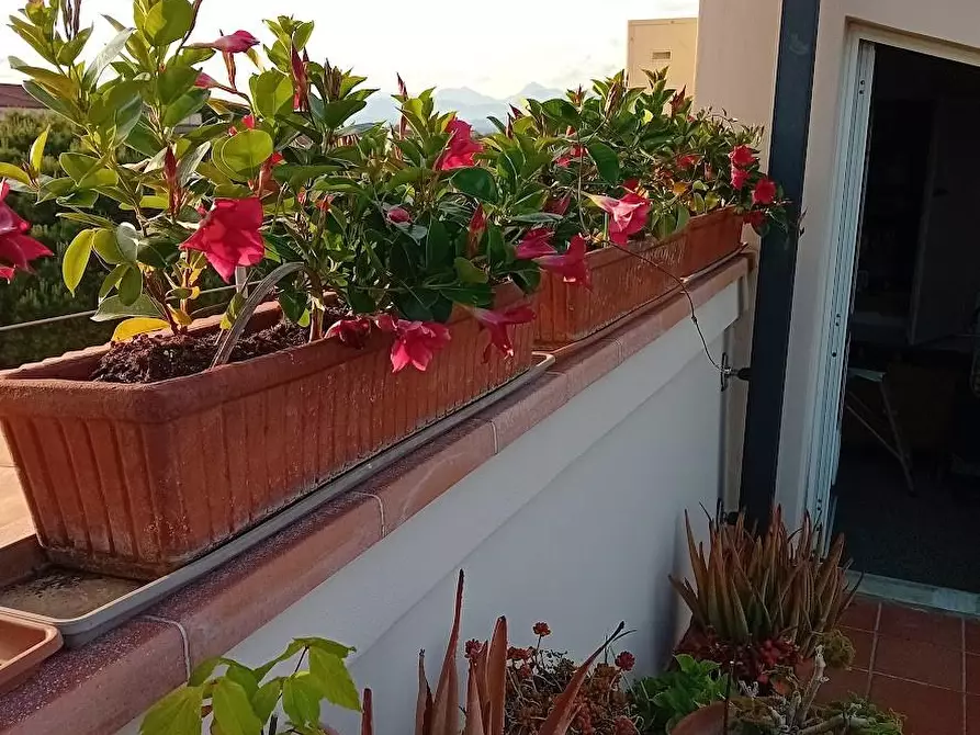 Immagine 35 di Appartamento in vendita  a Pisa