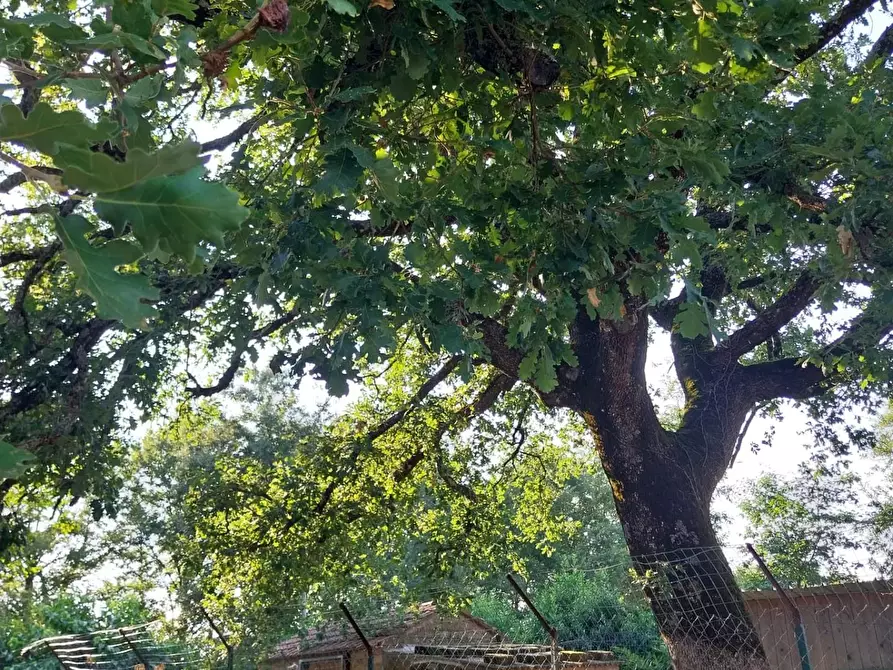 Immagine 16 di Casa indipendente in vendita  a Semproniano