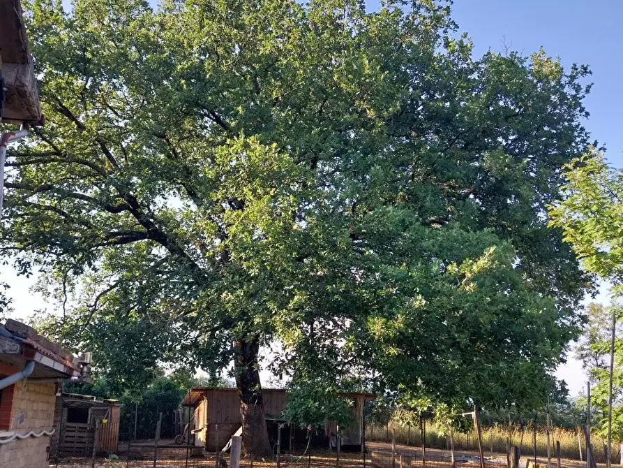 Immagine 18 di Casa indipendente in vendita  a Semproniano