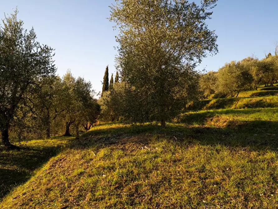 Immagine 6 di Rustico / casale in vendita  a Palaia