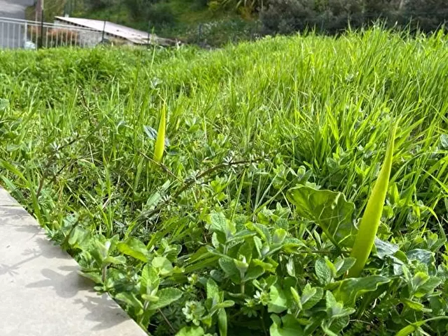 Immagine 5 di Casa bifamiliare in vendita  a Ameglia