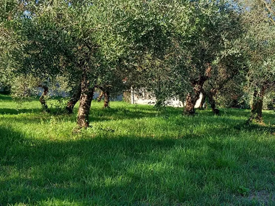 Immagine 14 di Rustico / casale in vendita  a Santa Maria A Monte