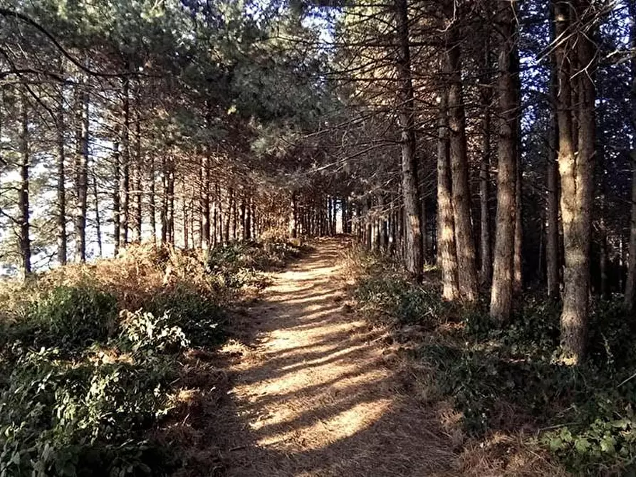 Immagine 7 di Casa bifamiliare in vendita  a San Giuliano Terme