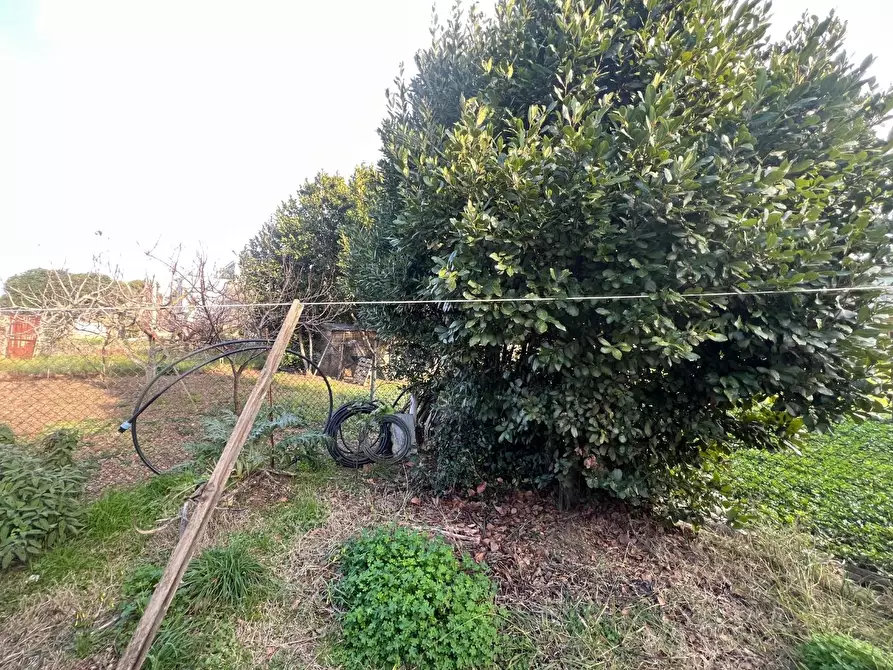 Immagine 11 di Appartamento in vendita  a Cecina