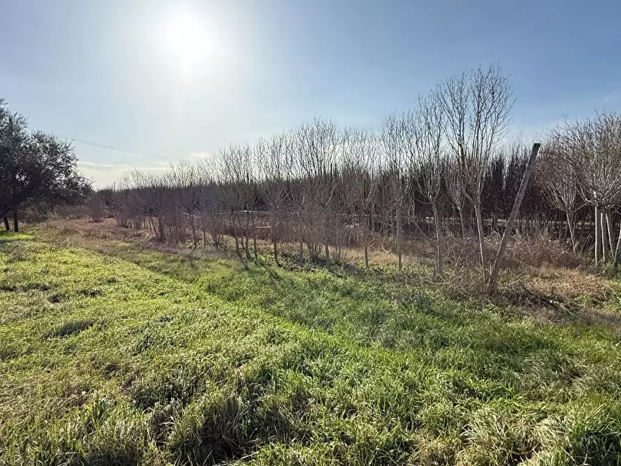 Immagine 15 di Casa colonica in vendita  a Ponte Buggianese