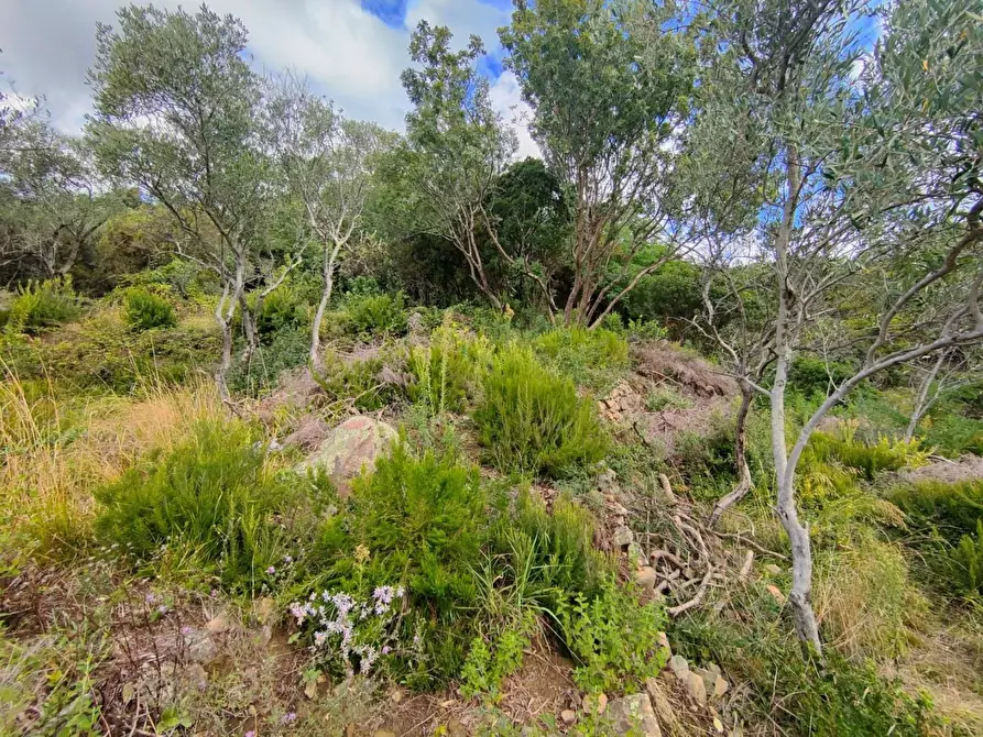 Immagine 4 di Terreno residenziale in vendita  a Deiva Marina