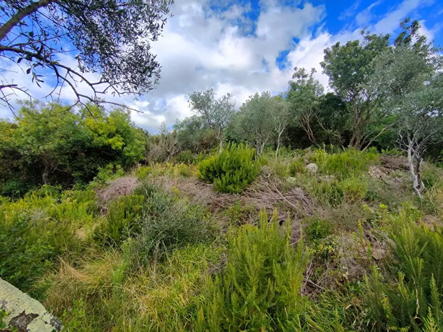 Immagine 6 di Terreno residenziale in vendita  a Deiva Marina