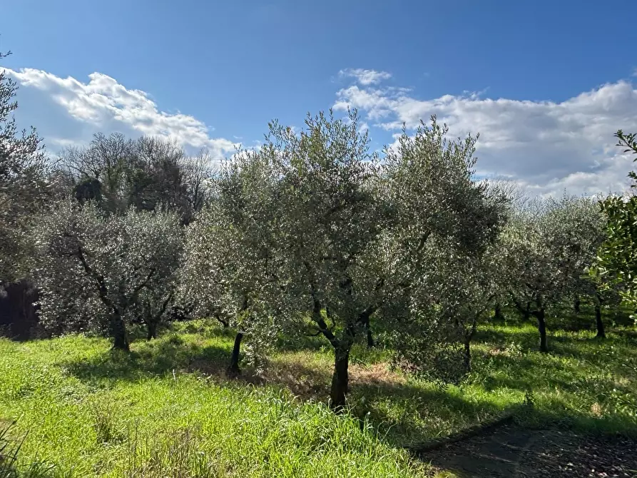 Immagine 18 di Terratetto in vendita  a Bientina