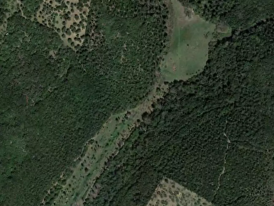 Immagine 3 di Terreno agricolo in vendita  a Grosseto
