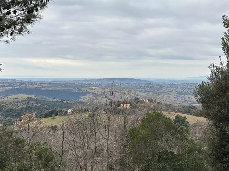Immagine 1 di Terreno agricolo in vendita  a Scansano