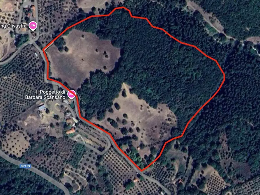 Immagine 2 di Terreno agricolo in vendita  a Scansano