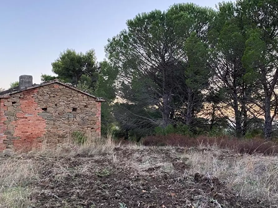 Immagine 5 di Terreno agricolo in vendita  a Scansano