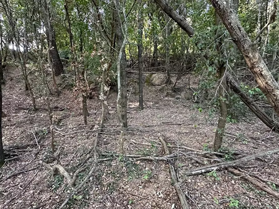 Immagine 14 di Terreno agricolo in vendita  a Scansano