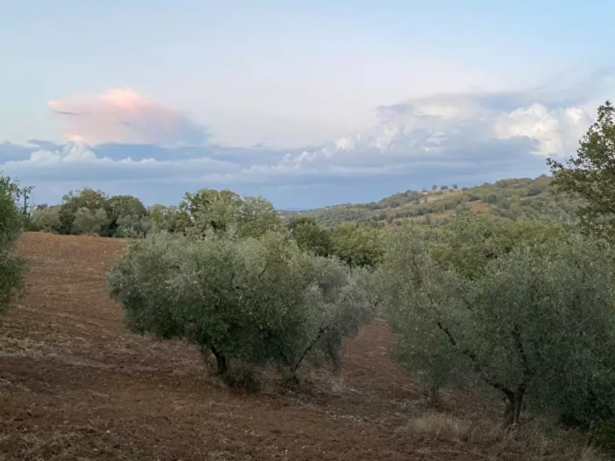 Immagine 6 di Terreno agricolo in vendita  a Scansano