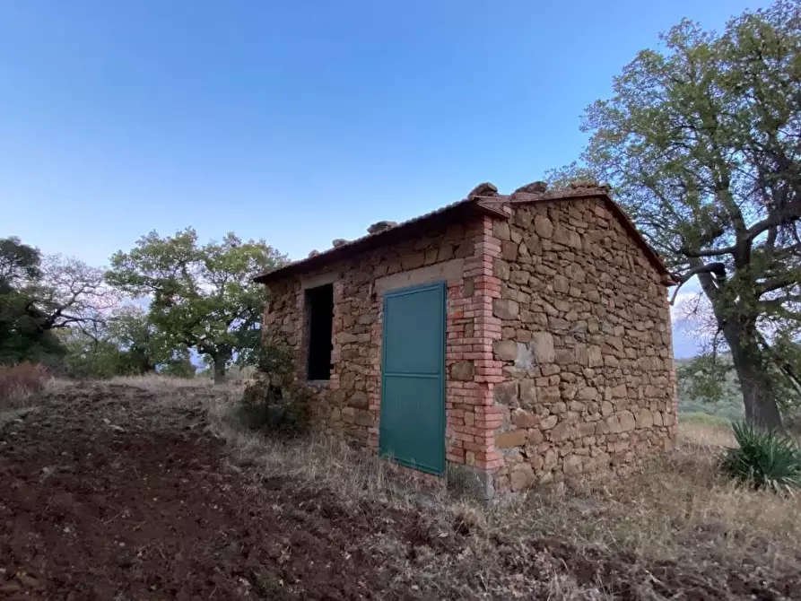 Immagine 3 di Terreno agricolo in vendita  a Scansano