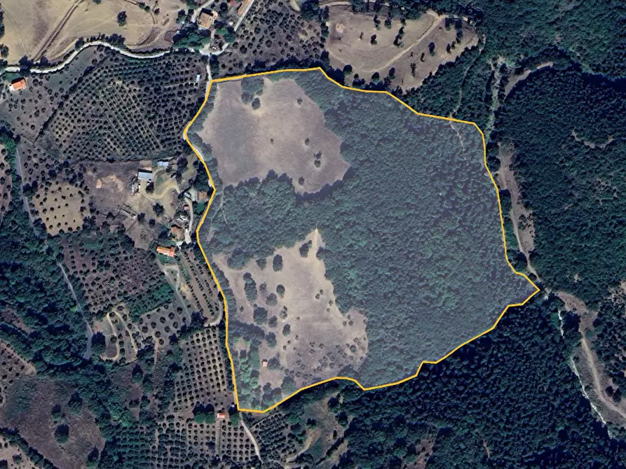 Immagine 9 di Terreno agricolo in vendita  a Scansano