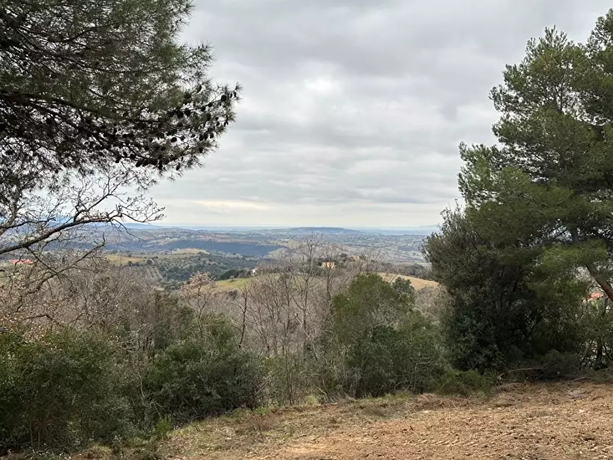 Immagine 11 di Terreno agricolo in vendita  a Scansano