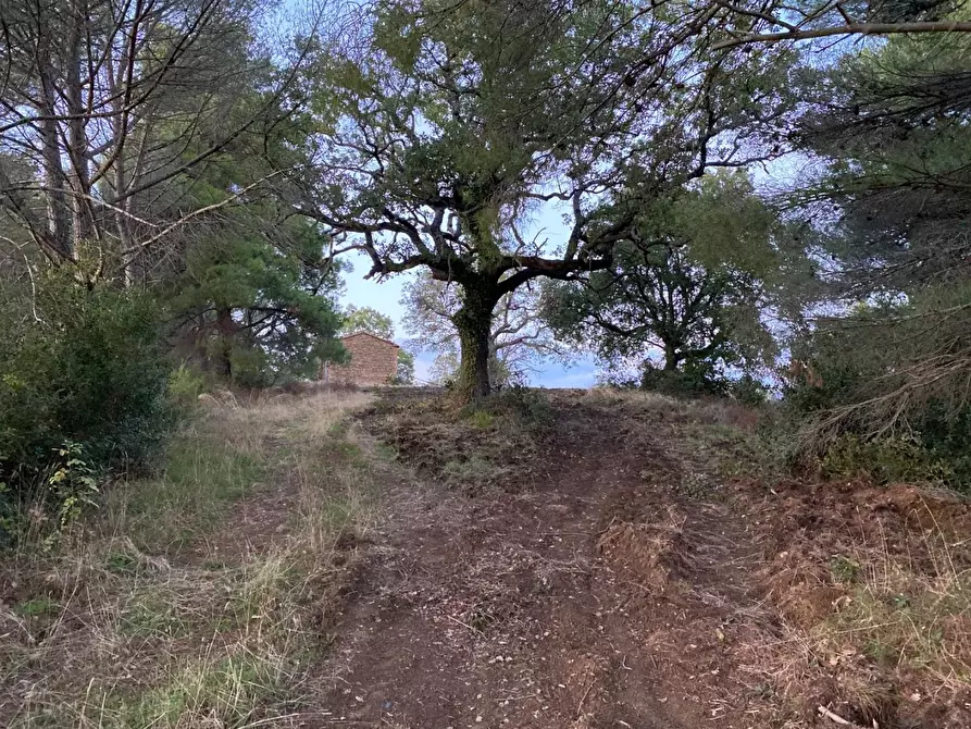 Immagine 12 di Terreno agricolo in vendita  a Scansano