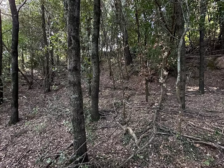 Immagine 13 di Terreno agricolo in vendita  a Scansano